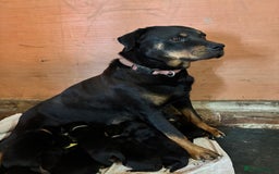 Rottweiler dogs for sale: Stunning Rottweiler puppies  - Image 13