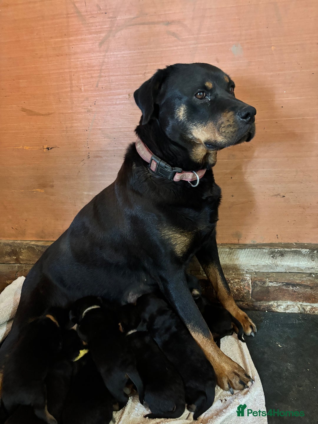 Rottweiler dogs for sale: Stunning Rottweiler puppies  - Image 13