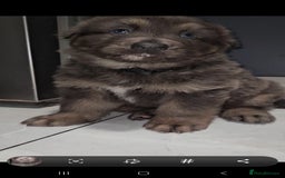 German Shepherd dogs for stud: Blue German shepherd PROVEN  - Image 11