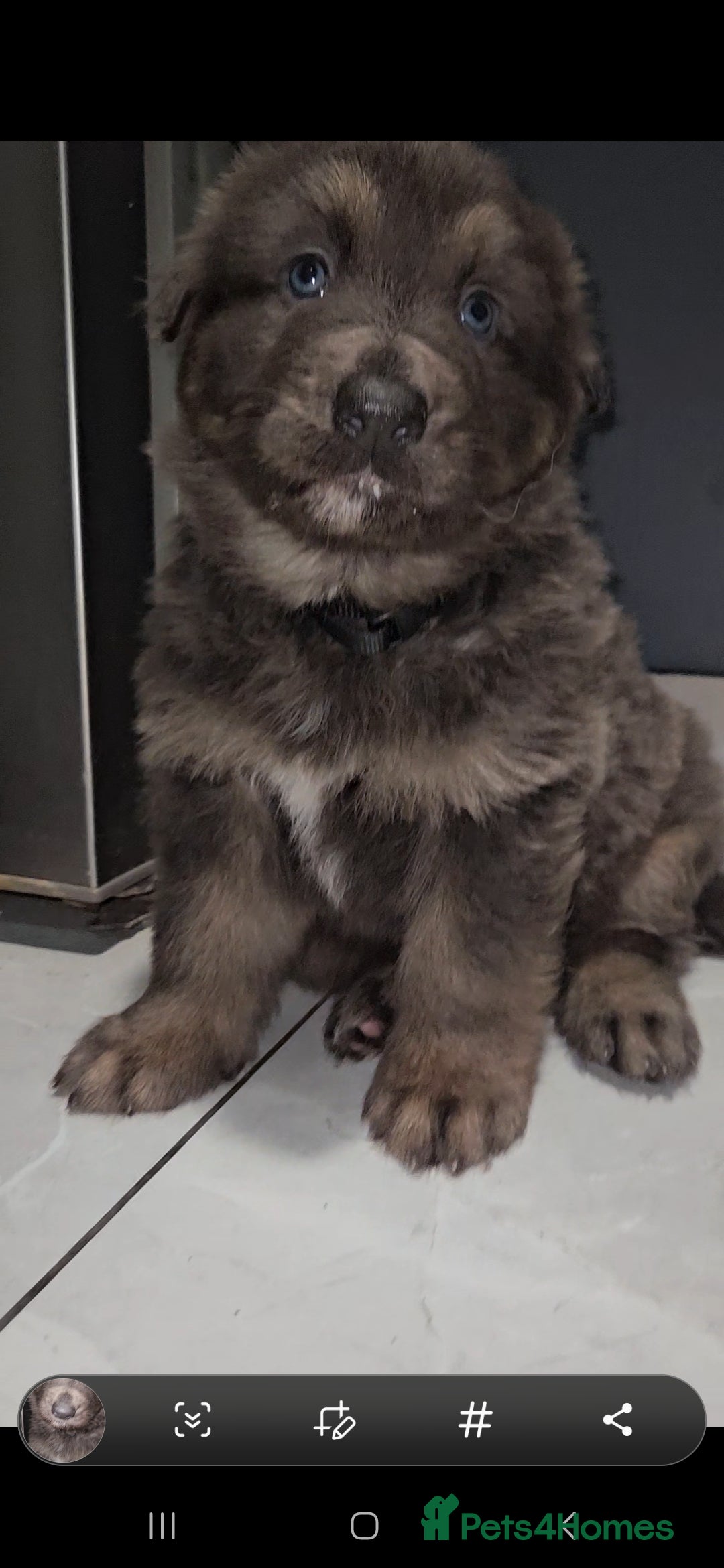 German Shepherd dogs for stud: Blue German shepherd PROVEN  - Image 11