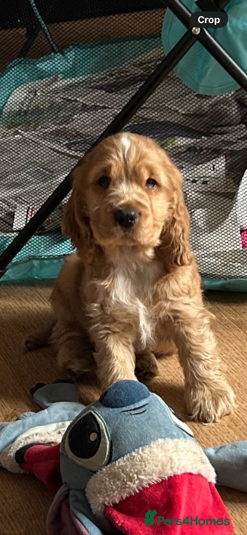 Cocker Spaniel dogs 1 stunning true to the type show cocker 🐶  - Advert 15