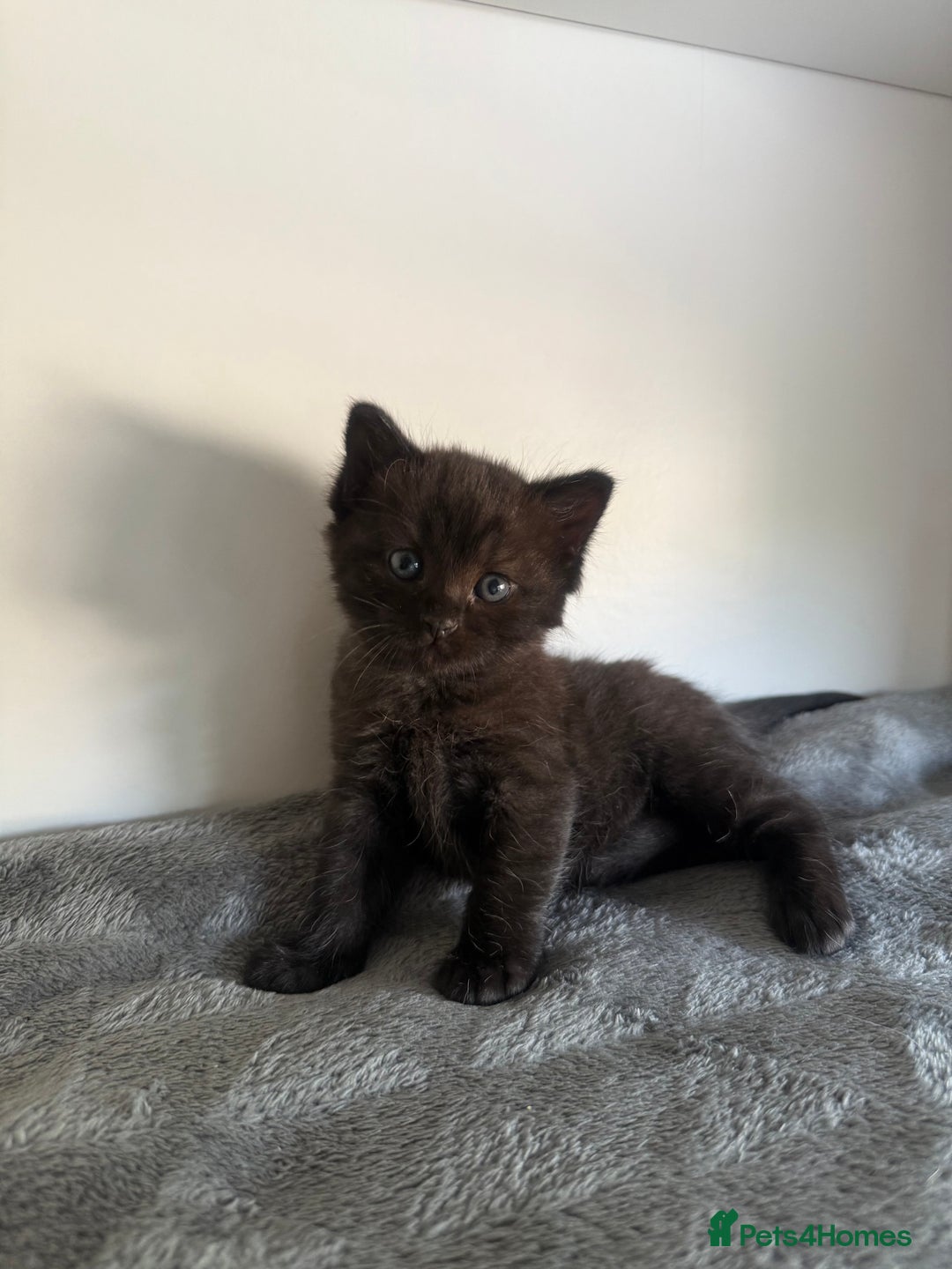 Ragdoll cats for sale: Beautiful Ragdoll X Kittens For Sale 🐾  - Image 15