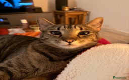 Mixed Breed cats for sale: Beautiful Bengal Savannah Mix to re-home - Image 4