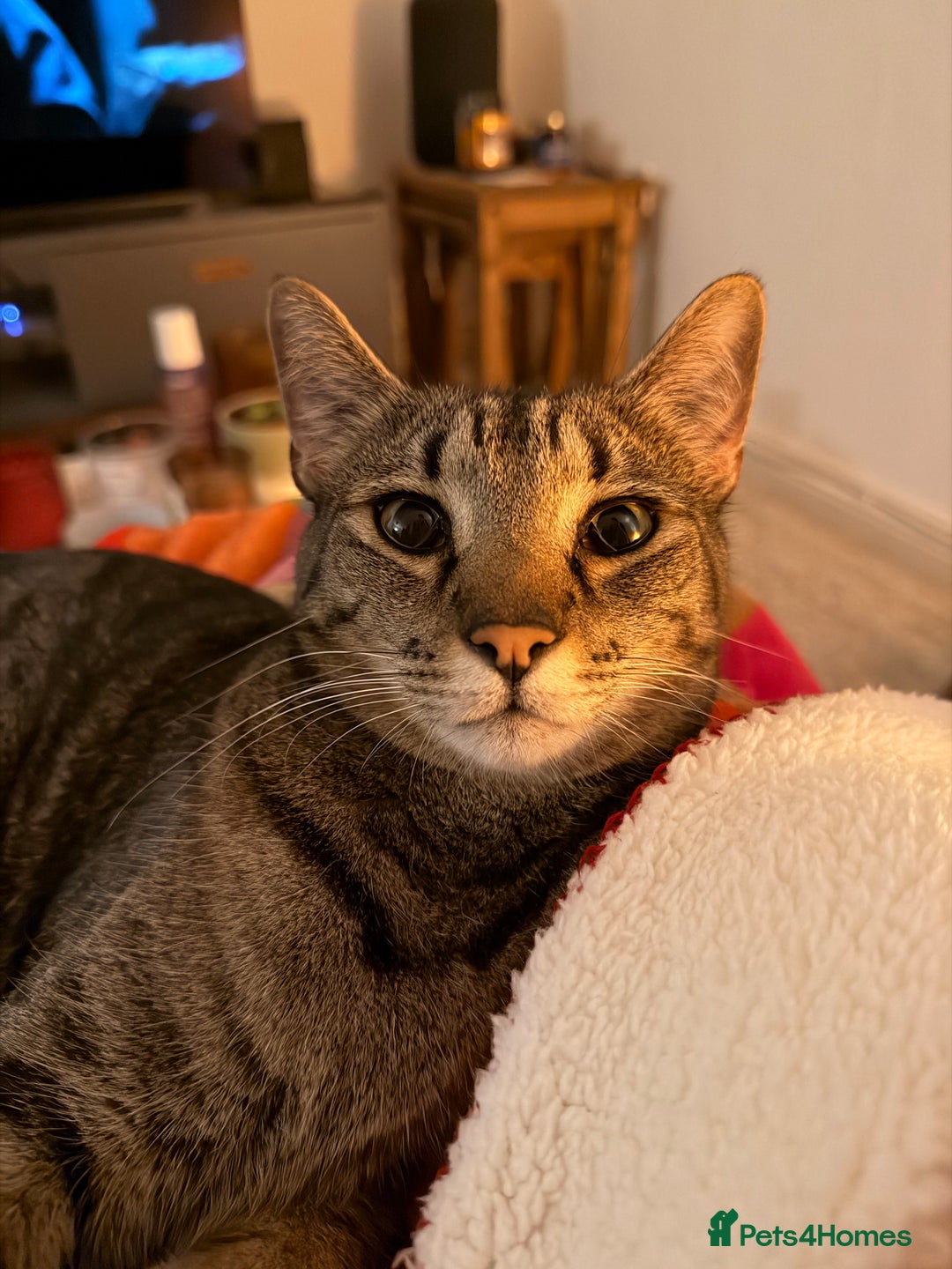 Mixed Breed cats for sale: Beautiful Bengal Savannah Mix to re-home - Image 4