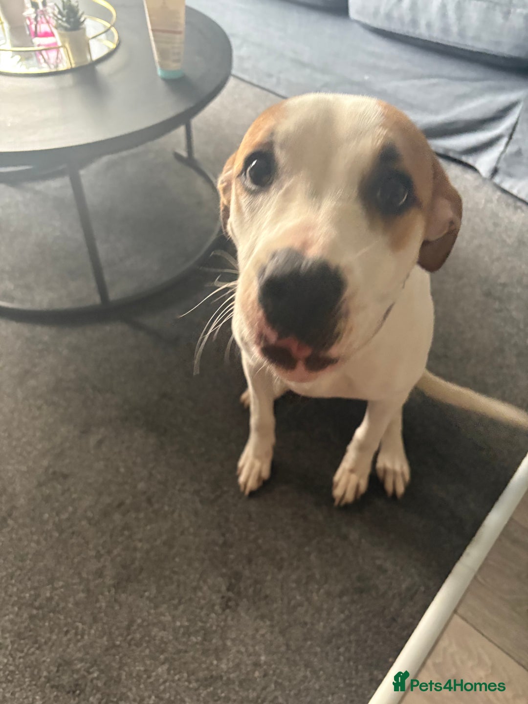 American Bulldog dogs for sale: 7 month old full breed American Bulldog - Image 9