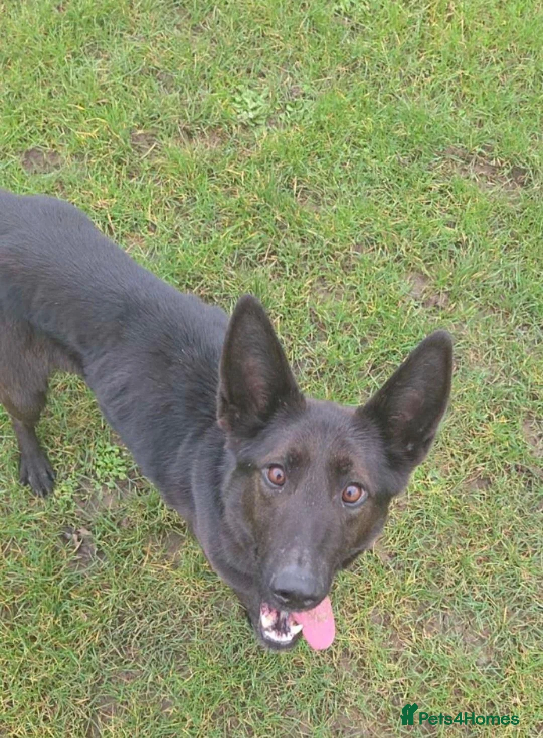 Mixed Breed dogs for sale: Raven, Lab x German Shepherd  - Advert 5