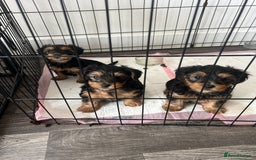 Yorkshire Terrier dogs for sale: Yorkshire terrier puppies  - Image 1