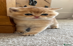 British Shorthair cats for sale: Gccf NY12 kittens world champion lines - Advert 5