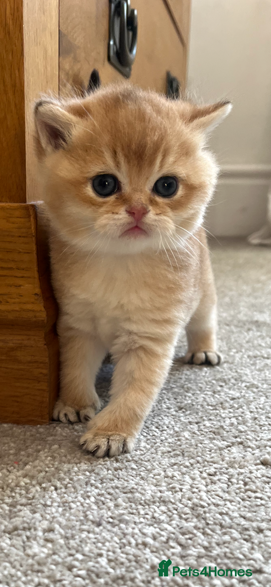 British Shorthair cats for sale: Gccf NY12 kittens world champion lines - Advert 5