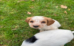 Sprocker dogs for sale: 🧡 Sprocker Puppies 💛 - Image 7