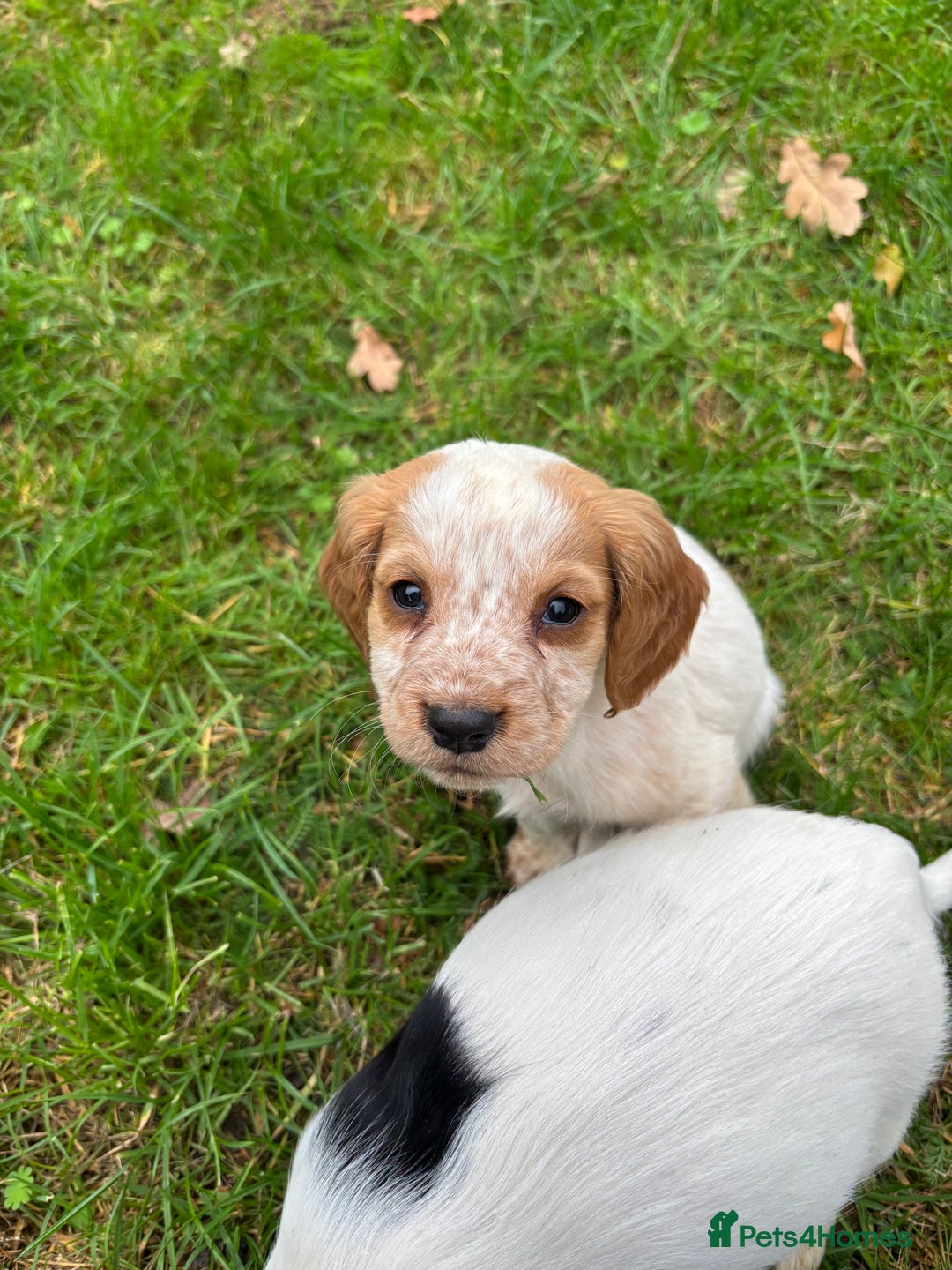 Sprocker dogs for sale: 🧡 Sprocker Puppies 💛 - Image 7