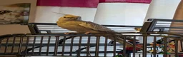Cockatiels birds for sale: Beautiful cockatiel and large cage  in Norwich - Advert 1