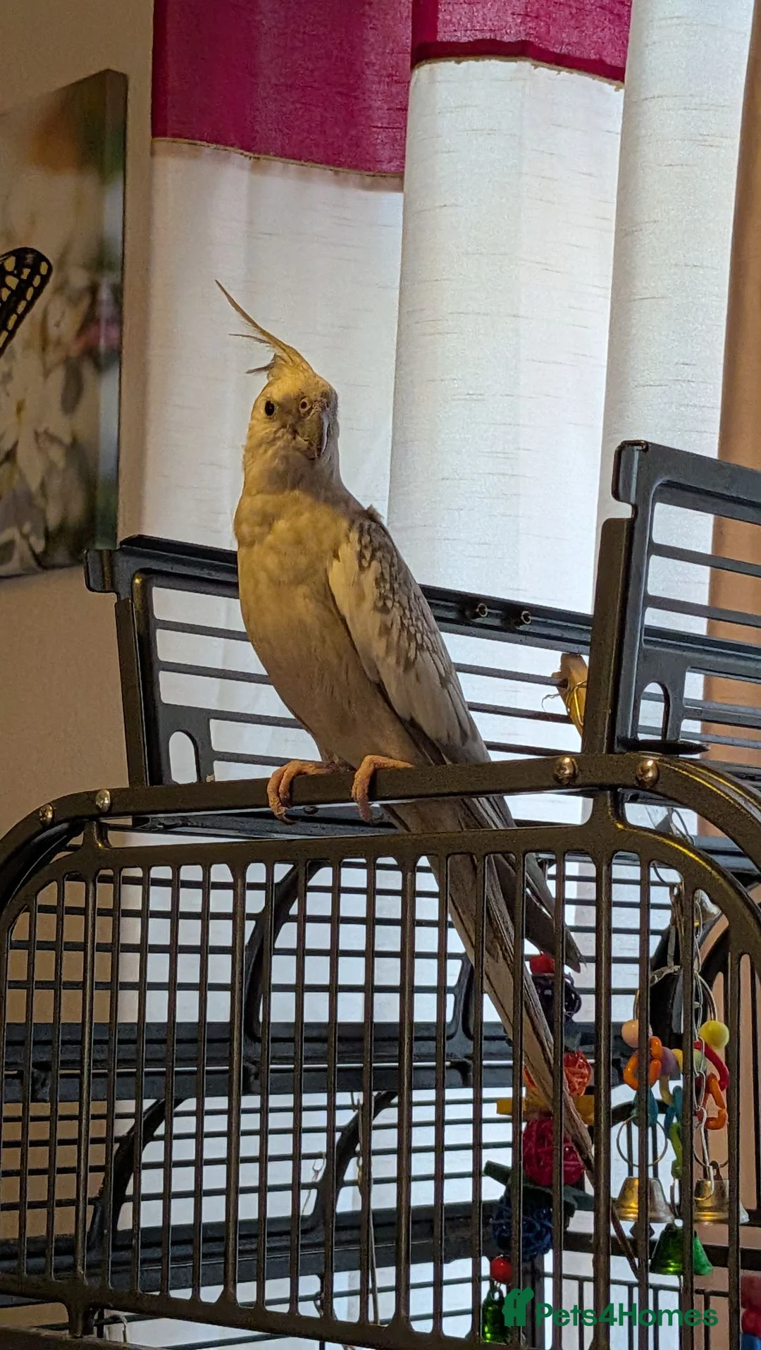Cockatiels birds for sale: Beautiful cockatiel and large cage  in Norwich - Advert 1