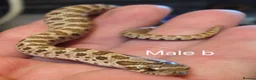 Snake reptiles for sale: Western hognoses babies - Advert 8