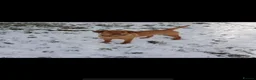 Labradoodle dogs for sale: Exceptional, traditional F1 Labradoodles - Advert 13