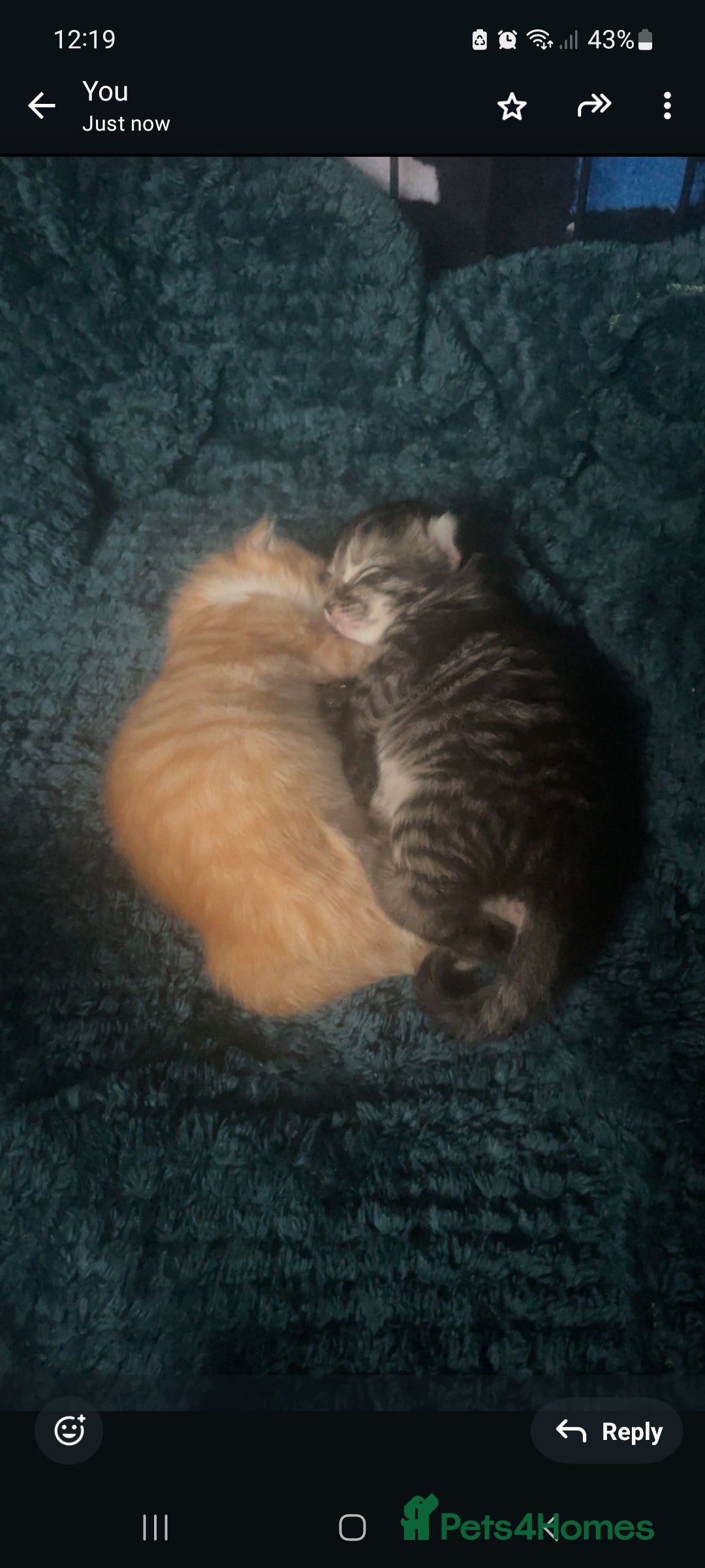 Mixed Breed cats for sale: Ginger kitten - Advert 6