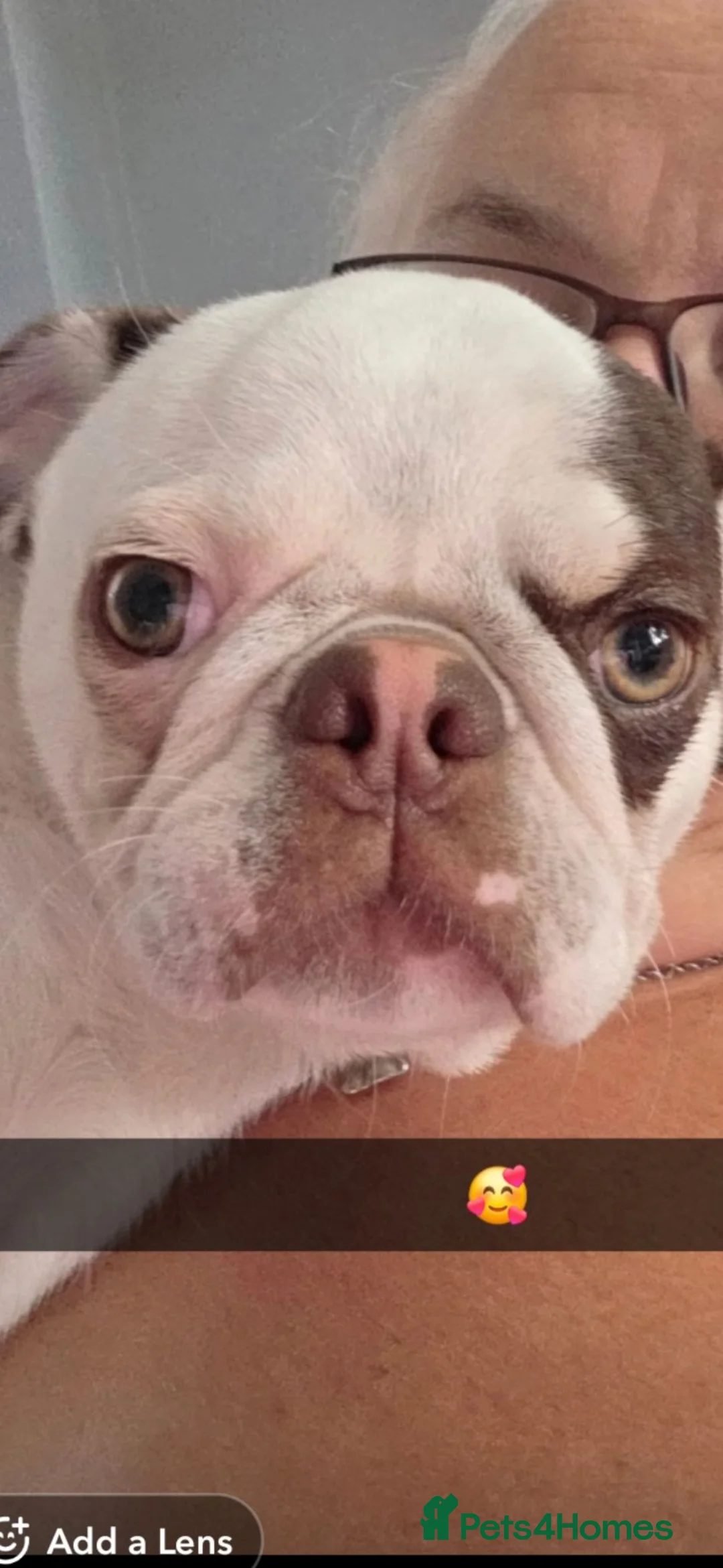 Mixed Breed dogs for sale: Pug cross - Advert 1