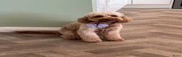 Cockapoo dogs for sale: 8 Beautiful F2 Cockapoos  - Advert 2