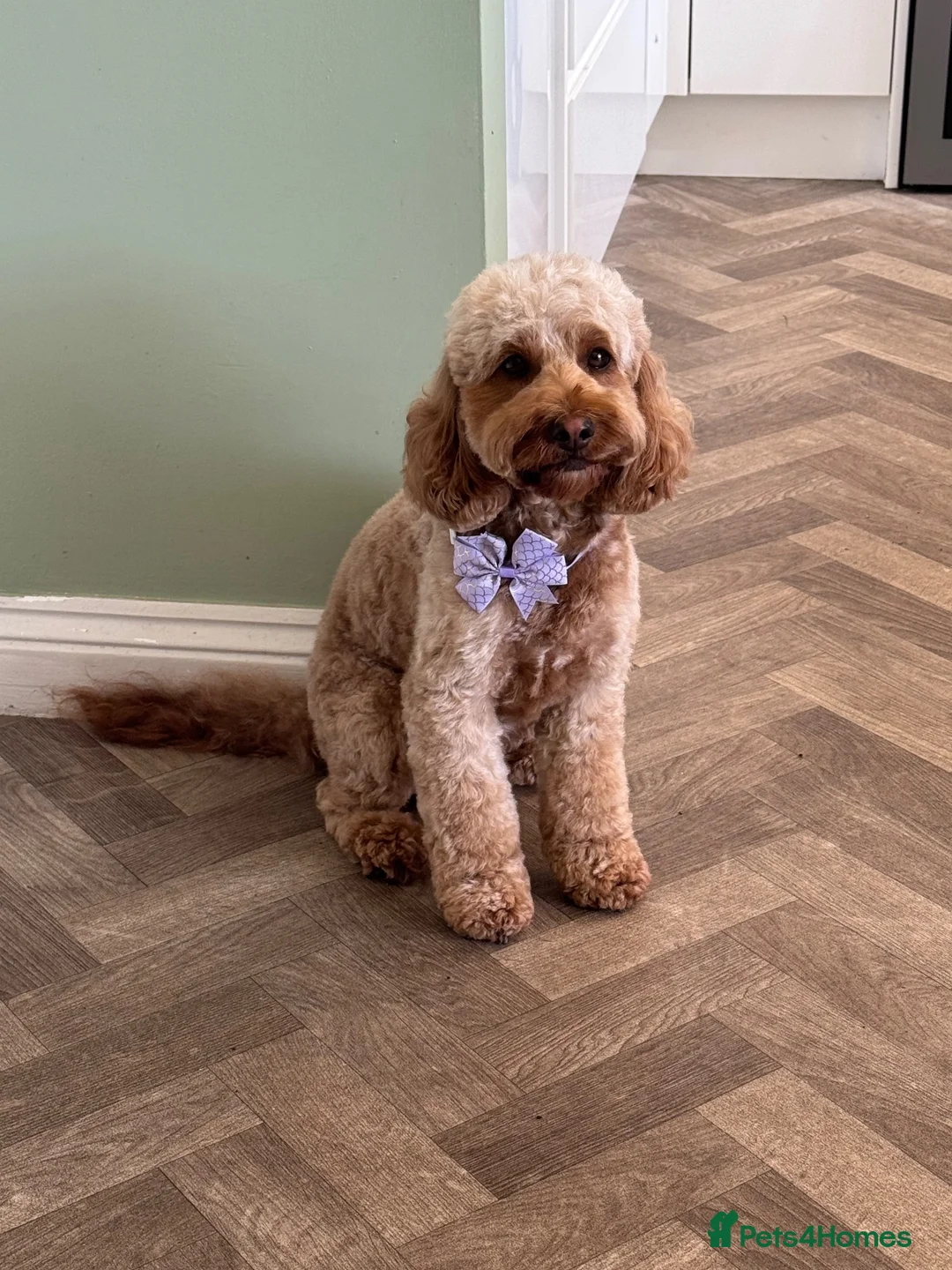 Cockapoo dogs for sale: 8 Beautiful F2 Cockapoos  - Advert 2