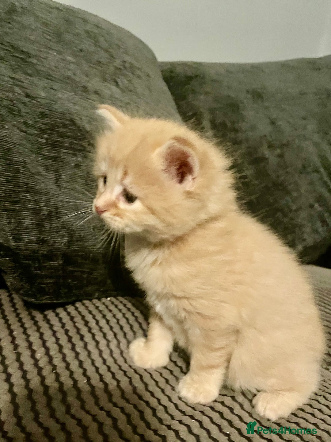 Mixed Breed cats for sale: 3/4 ragdoll kittens available  - Image 10