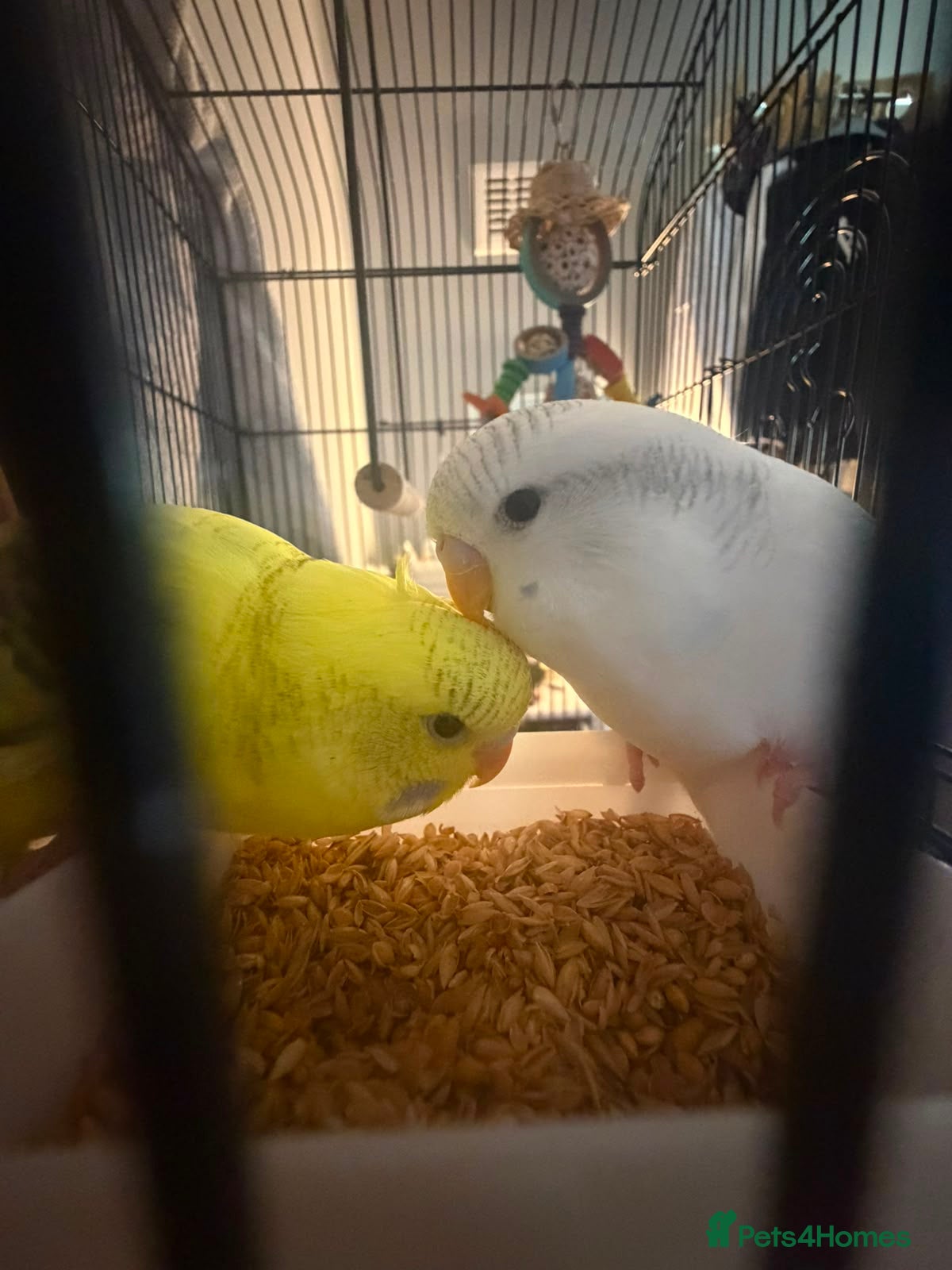 Budgerigars birds Boy and girl bugdies - Advert 2