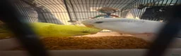 Budgerigars birds for sale: Boy and girl bugdies in Barnsley - Advert 1