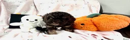 Cavapoo dogs for sale: Lovely health tested Cavapoo pups  - Advert 13
