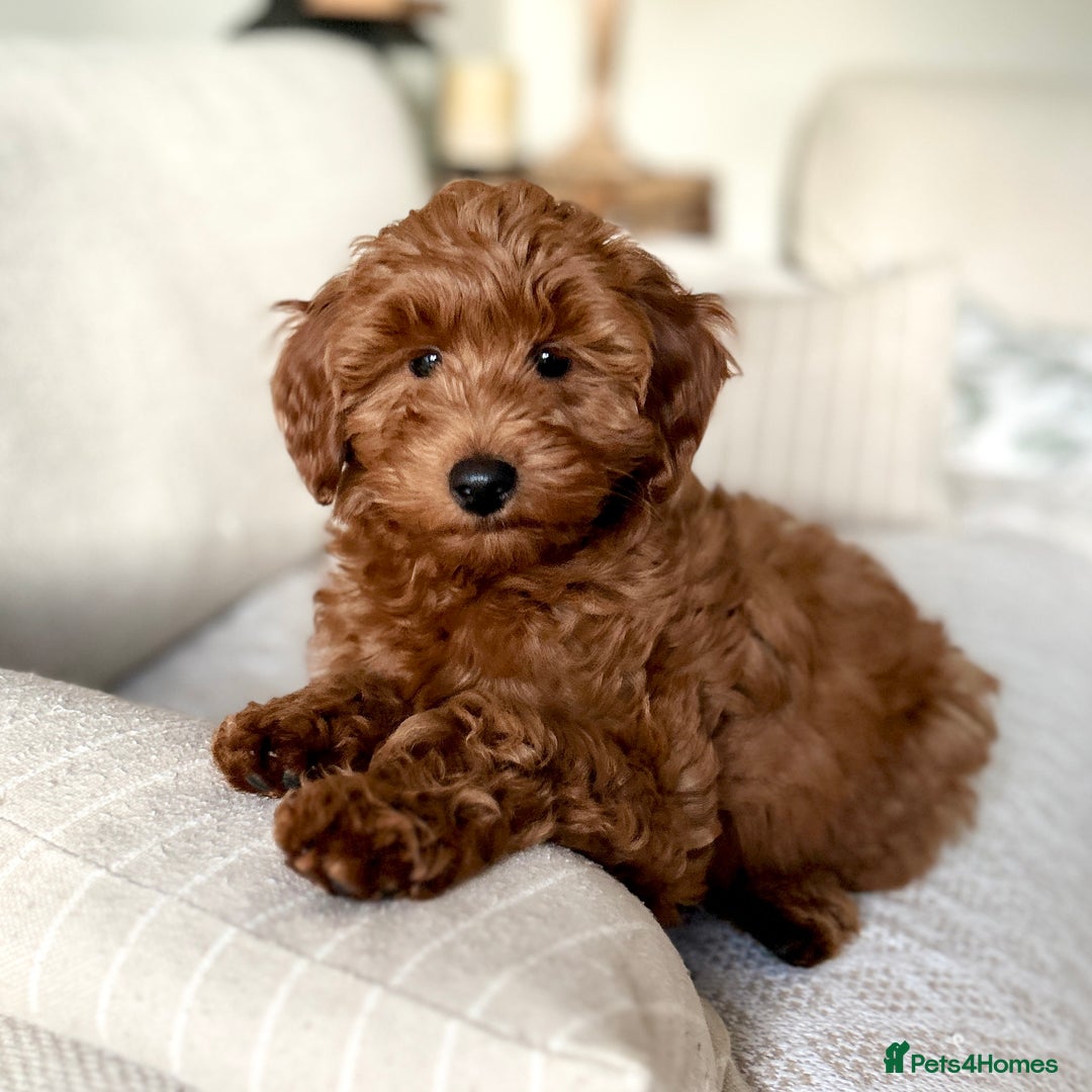 Mini Goldendoodle dogs for sale: Trained F1b Toy Goldendoodle - DNA/Health tested - Advert 1