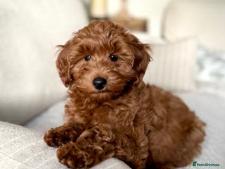 Mini Goldendoodle dogs Trained F1b Toy Goldendoodle - DNA/Health tested - Advert 1