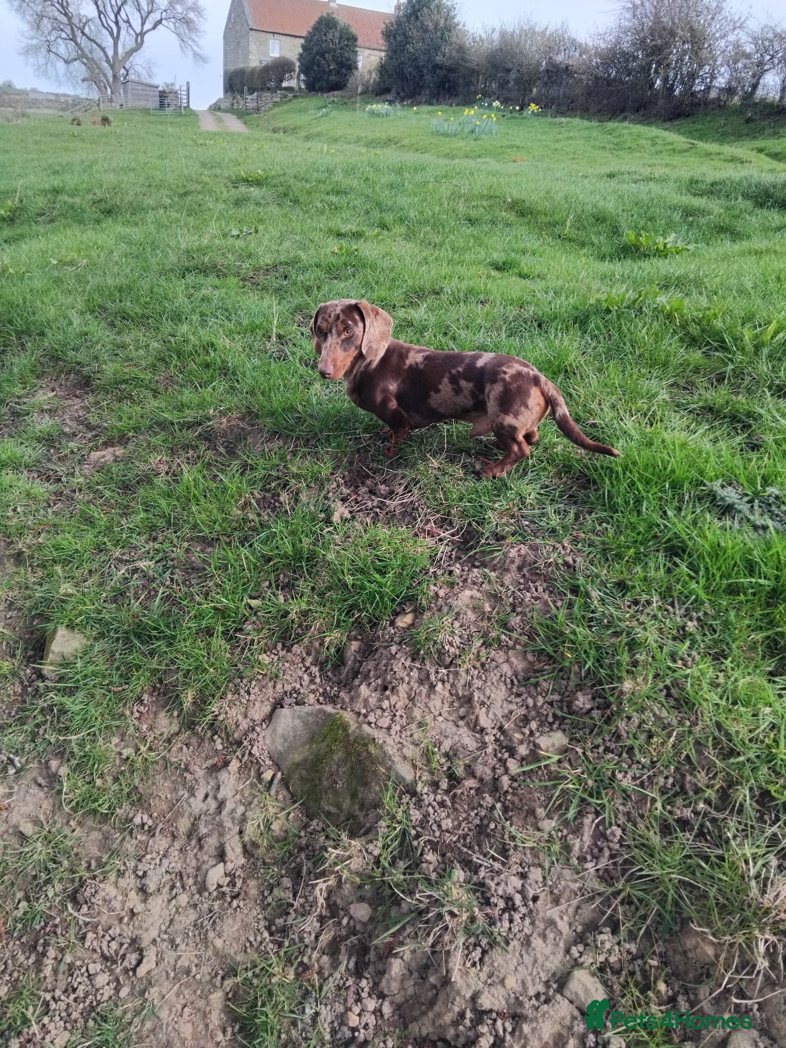 Miniature Dachshund dogs Kc registered miniature dachshund puppies - Advert 2