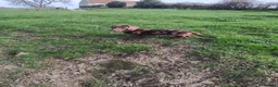 Miniature Dachshund dogs for sale: Kc registered miniature dachshund puppies - Advert 9