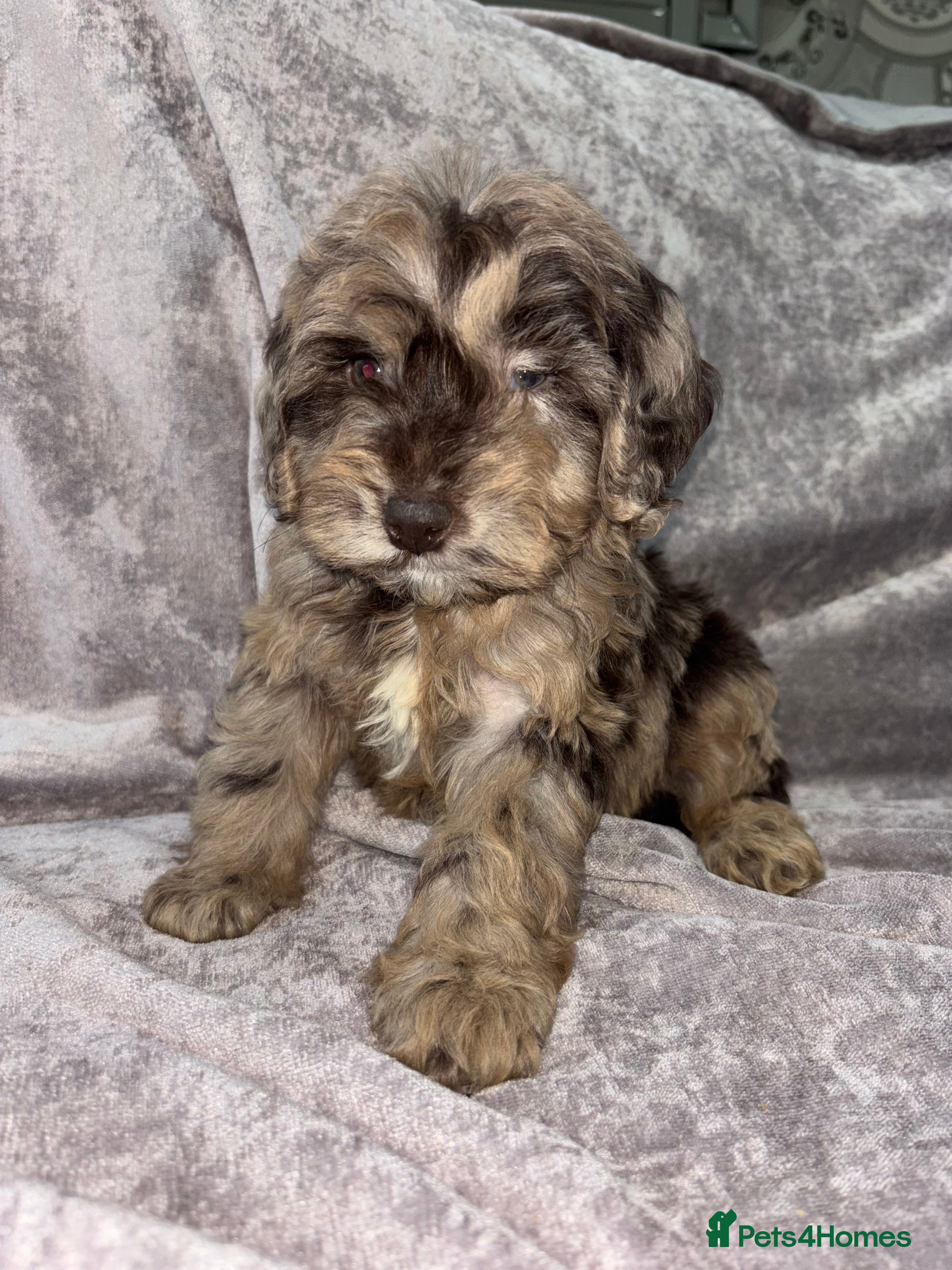 Cockapoo dogs Vaccinated Cockapoo Puppies  - Advert 13