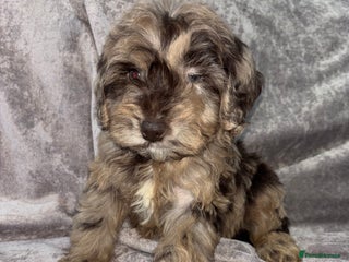 Cockapoo dogs Vaccinated Cockapoo Puppies - Advert 13