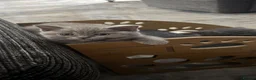 British Shorthair cats for sale: British shorthair x ragdoll - ready now  - Advert 10