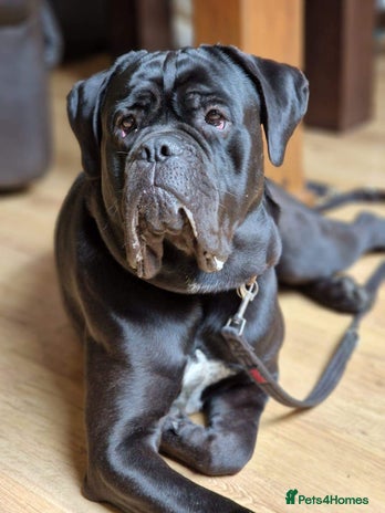 Cane Corso dogs in Glasgow - Advert 1