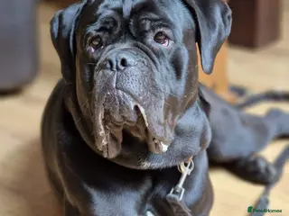 Cane Corso dogs Cane Corso stud with 8 generations pedigree, ICCF in Glasgow - Advert 13