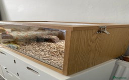 Bearded Dragon reptiles for sale: Bearded dragon and Vivarium - Image 4