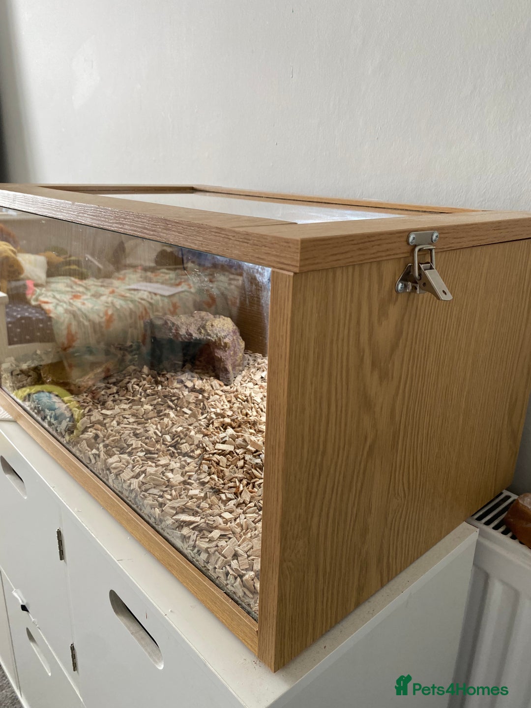 Bearded Dragon reptiles for sale: Bearded dragon and Vivarium - Image 4