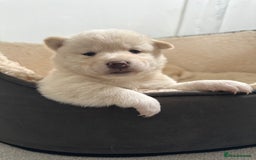 Japanese Shiba Inu dogs for sale: Japanese Shiba Inu puppies - Image 2