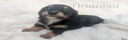 Miniature Dachshund dogs for sale: READY THIS WEEKEND 🏆Russian Champion lines  - Advert 20