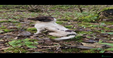 English Springer Spaniel dogs - Advert 2