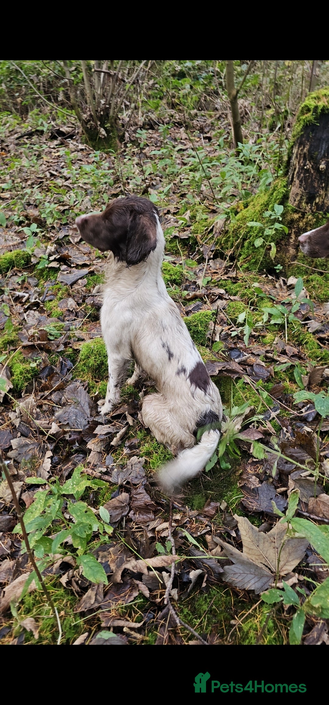 English Springer Spaniel dogs for sale: QUALITY WORKING ESS PUPS - Image 4