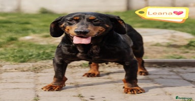 Mixed Breed dogs - Advert 2