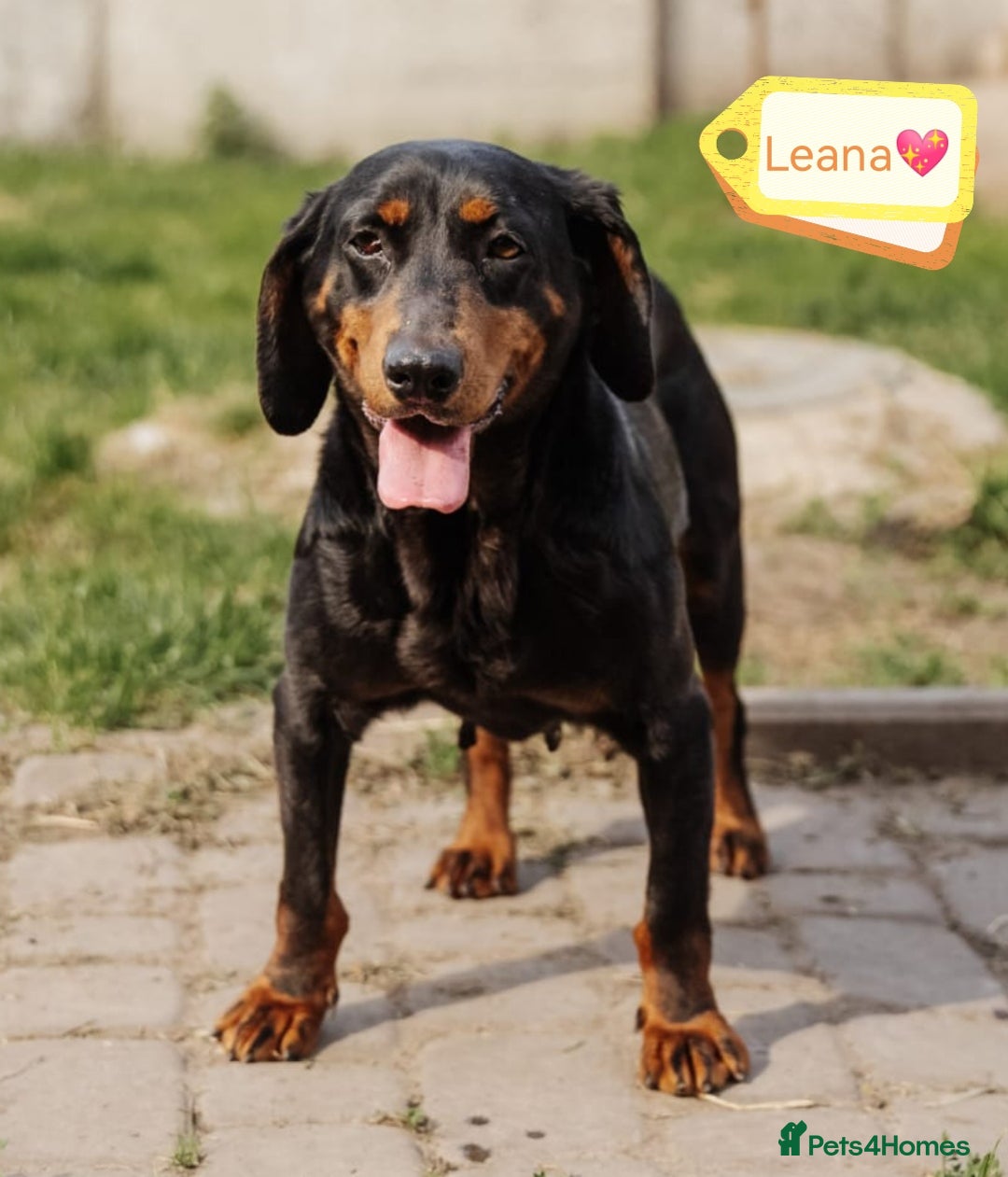Mixed Breed dogs for adoption: 💖🐶 LEANA 🐶💖 - Image 3