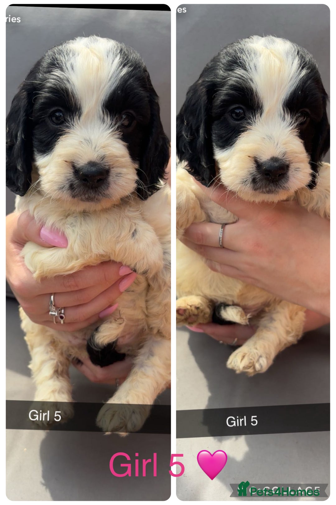 Cockapoo dogs for sale: Cockapoo puppies  - Image 6