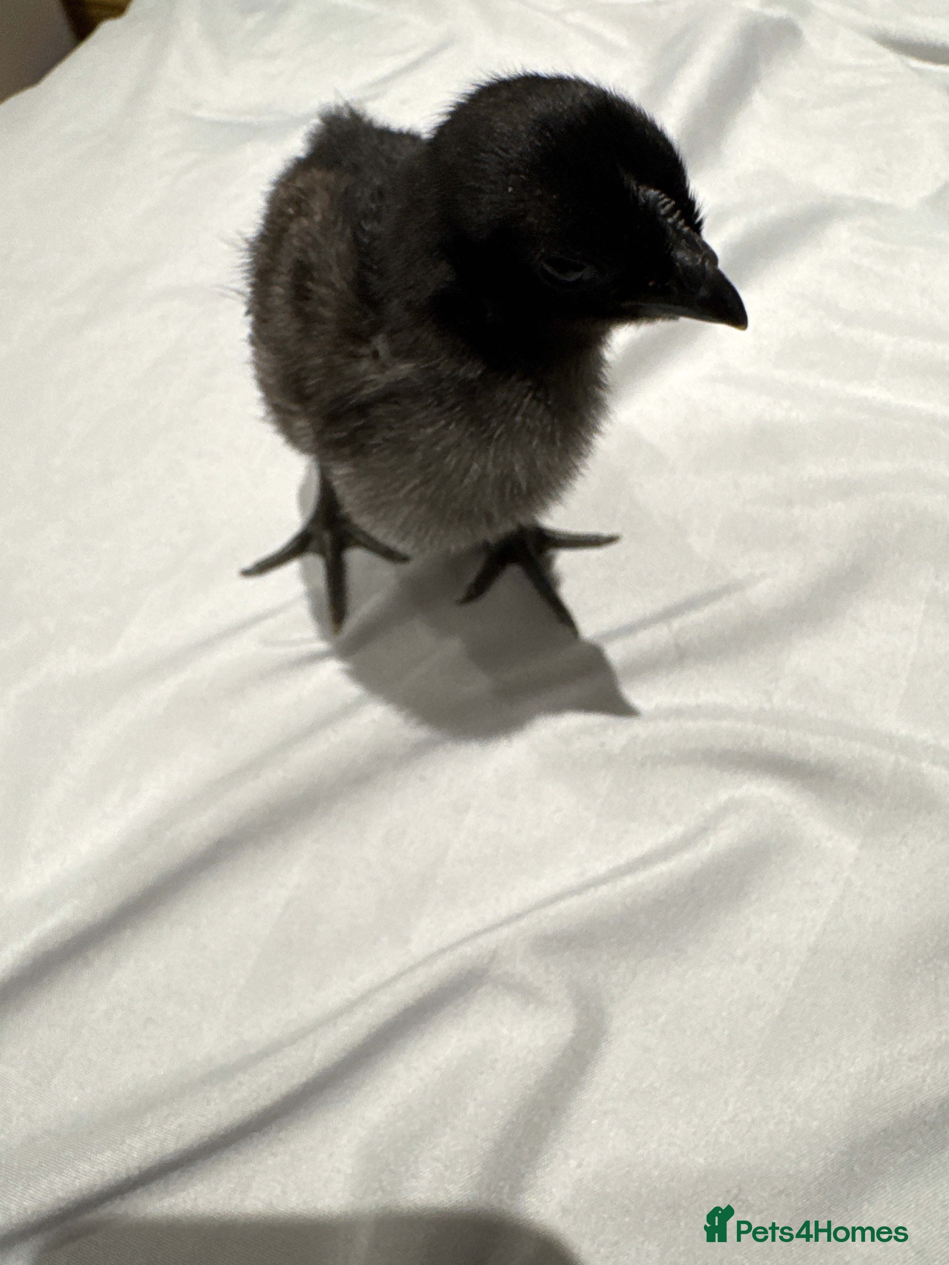 Chickens poultry Purebred baby ayam cemanis for sale - Advert 2