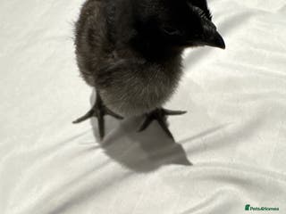 Chickens poultry Purebred baby ayam cemanis for sale - Advert 2