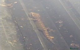 Gecko reptiles for sale: Mourning Gecko hatchlings. - Image 26