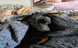 Miniature Pinscher dogs for sale: Miniature pinscher needs new home. Male. 2yrs - Image 5