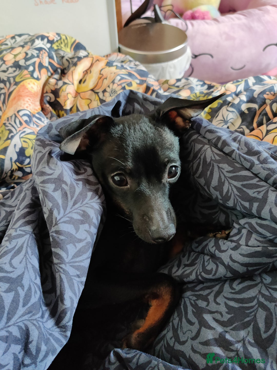 Miniature Pinscher dogs for sale: Miniature pinscher needs new home. Male. 2yrs - Image 5